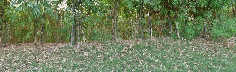 green grass in the field bamboos tree