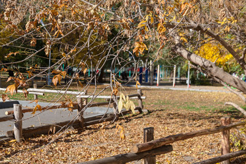 Colorful leaves in the autumn in the park