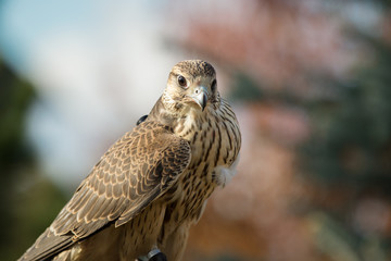 The peregrine Falcon closeup on nature background
