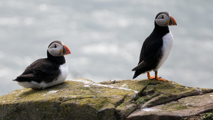 Puffins at The Farne Islands