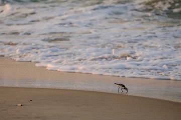 Fototapeta na wymiar Small Bird Eating On The Beach