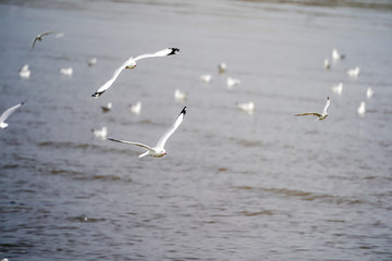 Seagull birds on beach / mangrove forest.