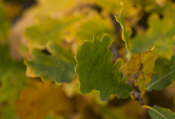 oak leaves in autumn