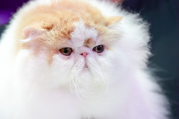 Close up Persian cat face, long brown orange hair.