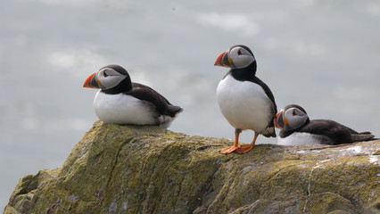 Obraz premium Puffins at The Farne Islands