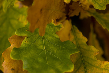 oak leaves