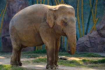 Fototapeta na wymiar Elephant In The Zoo Posing For A Photo