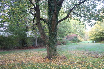 Fototapeta premium Baum im Herbst