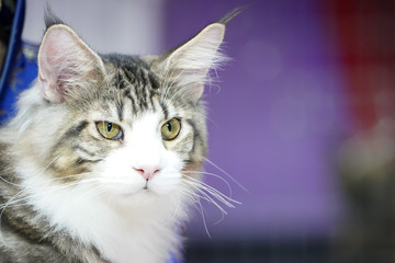 Smart cate, medium black brown white hair.