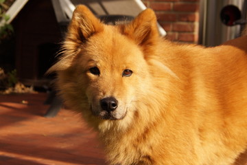 hund