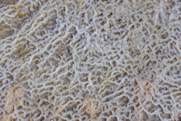 pieces of sea salt on the beach