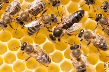 Bee mother on honeycomb with surrounded  honeybees layong eggs
