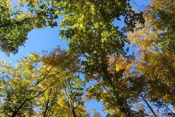 Yellow and red leaves adorn the tops of autumn trees in the park