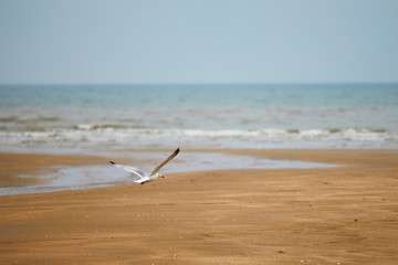 Seagull flying over the water