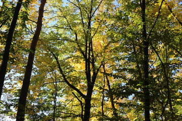 Beautiful autumn forest stands in the golden foliage
