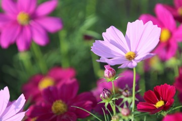 Obraz premium Jesienny leczniczy kosmos (poranek)