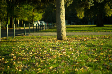 fallen autumn leaves in the park