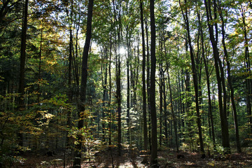 Fototapeta premium Autumn beech forest in the rays of the setting sun