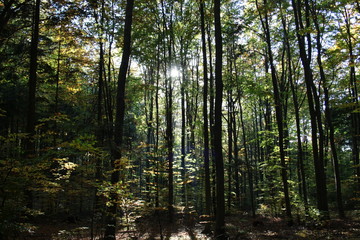 Autumn beech forest in the rays of the setting sun