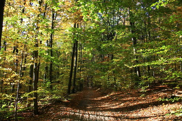 Path through autumn beech forest in the rays of the setting sun