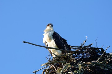 Adler