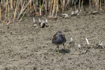 Older moorhen duckling (Gallinula chloropus) walking through dried up marsh land river bed in summer