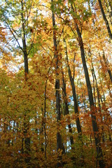 Beech forest in autumn