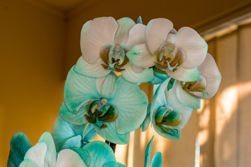 Close up view of blue orchid plant with many flowers.