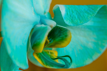 Close up side view of blue orchid flower. Macro view, studio shoot.