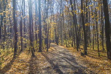 Beautiful autumn landscape on sunny day
