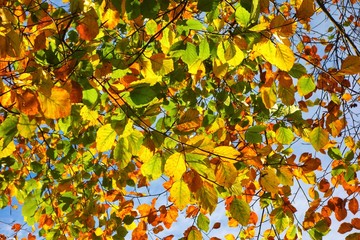 A close-up image of colourful Autumn leaves.