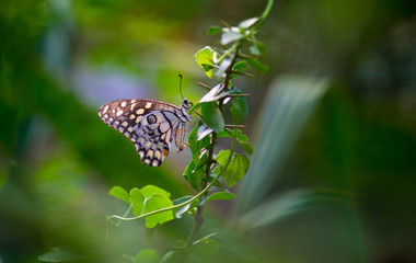 Beautiful common lime butterfly sitting on the flower plants with a nice soft background.