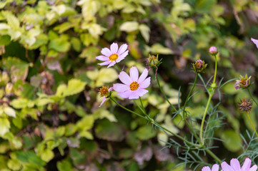 beautiful flowers in the yard