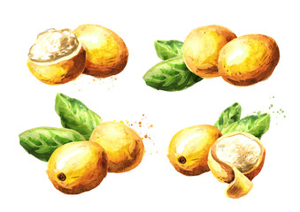 Marula fruit set. Watercolor hand drawn illustration  isolated on white background