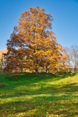 Naklejka premium autumn in the park