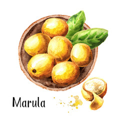 Plate of marula fruits, top view. Watercolor hand drawn illustration, isolated on white background