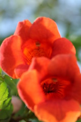 Plants Of The Crimea.