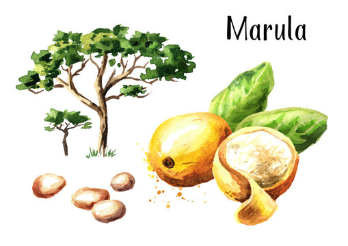 Marula tree, fruit and kernel. Watercolor hand drawn illustration, isolated on white background
