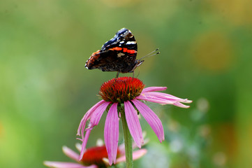 butterfly on flower