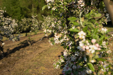Fototapeta na wymiar Branch of a blossoming apple tree
