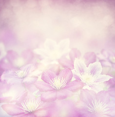 Obraz na płótnie Canvas clematis flowers for background