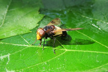 Waldschwebfliege fly (Volucella pellucens) on green leaf background, closeup.