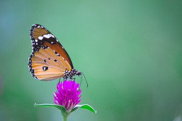 Plain Tiger  butterfly sitting on the flower plant with a nice soft background in its natural habitat