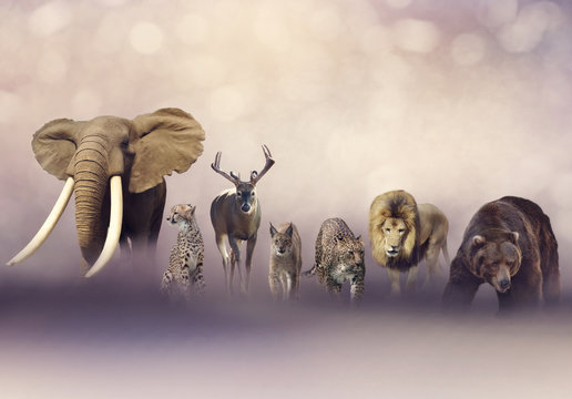 Group of wild animals © SunnyS