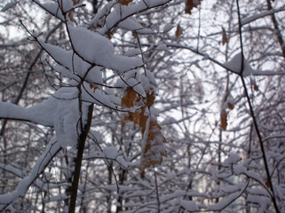 trees in the winter Park on a cloudy day