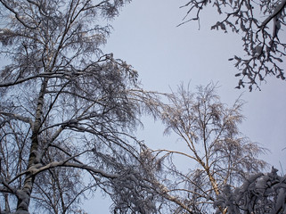 trees in the winter Park on a cloudy day