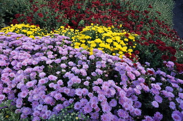 Chrysanthemums blooming in a flowerbed: lilac, yellow and burgundy.