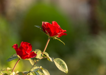 red rose flower in the garden