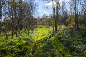 green forest road in the direction of the sun