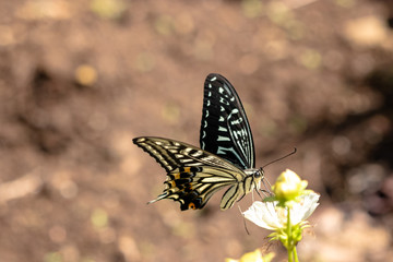 Cosmos and swallowtail butterflies in Funabashi City, Chiba prefecture, Japan
